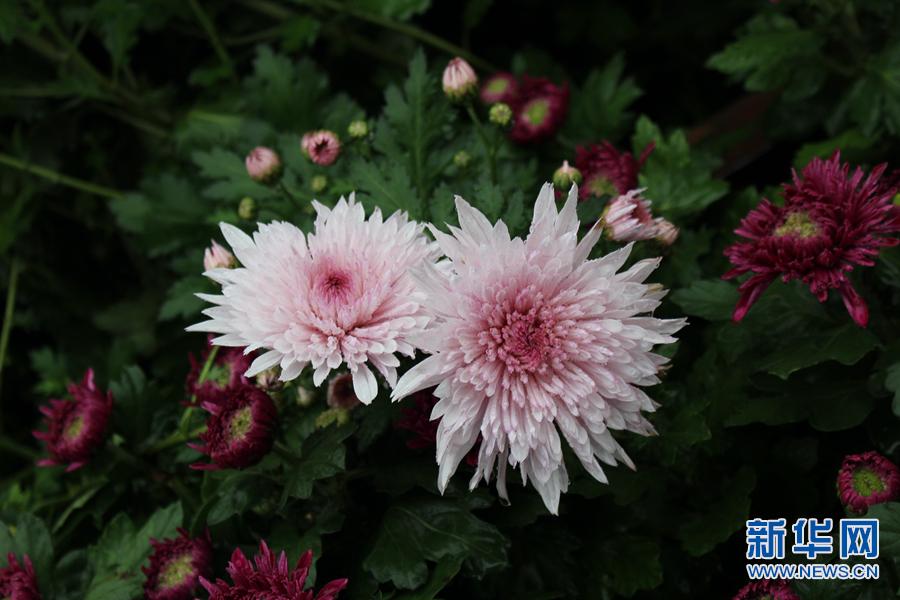 泾河新城第一届菊花展文化艺术节启幕