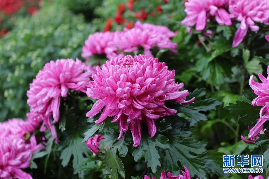 泾河新城第一届菊花展文化艺术节启幕